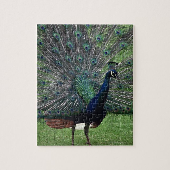 Puzzle Peacock (Vertical)