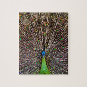 Puzzle Peacock