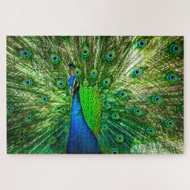 Puzzle Peacock (Horizontal)