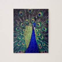 Peacock azul cobalto