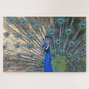 Puzzle Peacock de belleza azul
