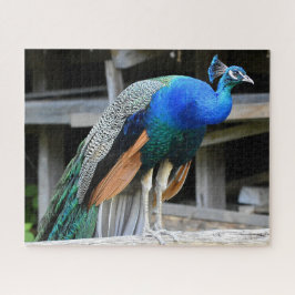 Puzzle Peacock masculino colorido