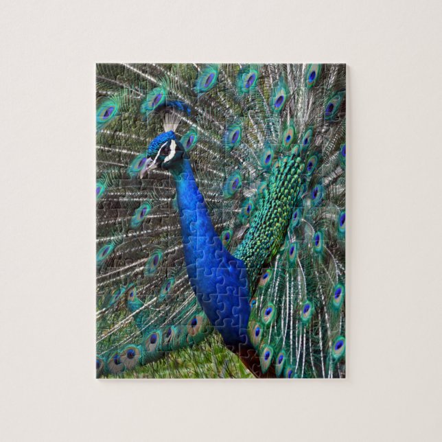 Puzzle Peacock masculino colorido (Vertical)