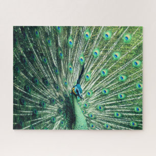 Puzzle Peacock Strut