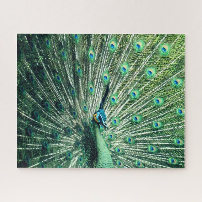 Puzzle Peacock Strut (Horizontal)