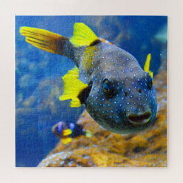 Puzzle Peces azules, aletas amarillas y manchas