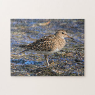 Puzzle Pectoral Sandpiper en la playa