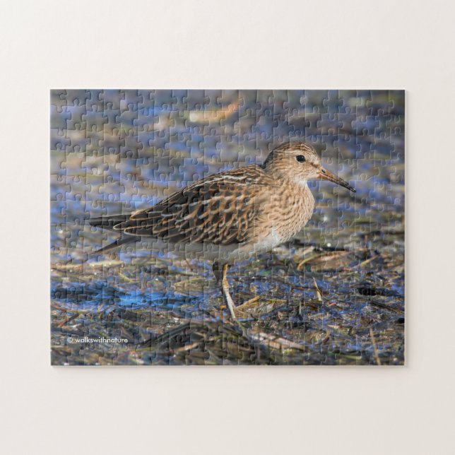 Puzzle Pectoral Sandpiper en la playa (Horizontal)