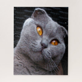 Puzzle Pedigrí de Gato Fold Escocés