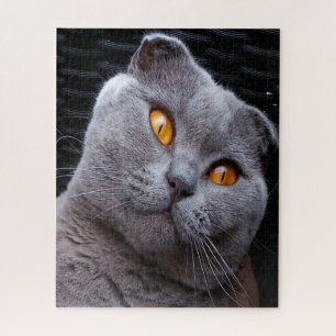 Puzzle Pedigrí de Gato Fold Escocés