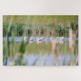 Puzzle Pelícanos blancos estadounidenses