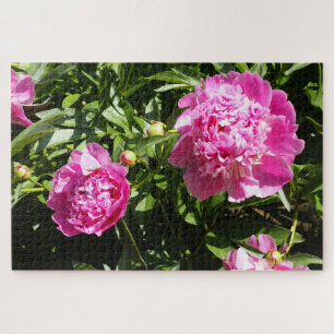 Puzzle peonías rosadas oscuras
