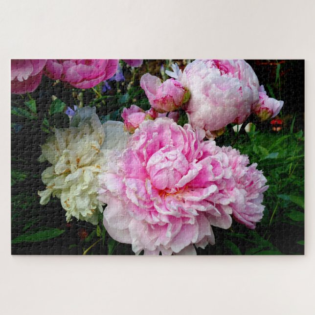 Puzzle Peonies rosas y blancas - elegante foto floral (Horizontal)