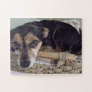 Puzzle Pequeña Chihuahua