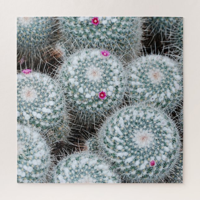 Puzzle Pequeñas flores rosas cactus Plantas (Vertical)