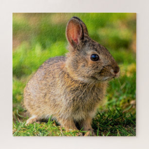 Puzzle Pequeño conejito lindo -