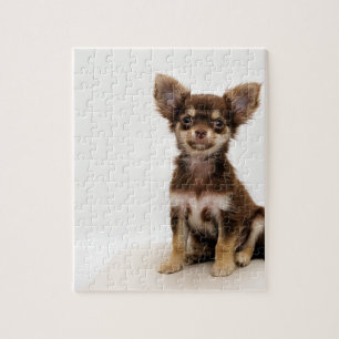 Puzzle Pequeño perro de la chihuahua