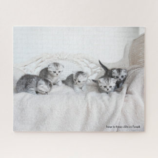 Puzzle Pequeños gatitos