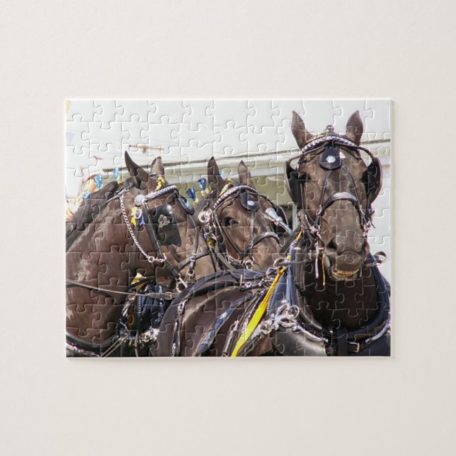 Puzzle Percheron Horse (Horizontal)