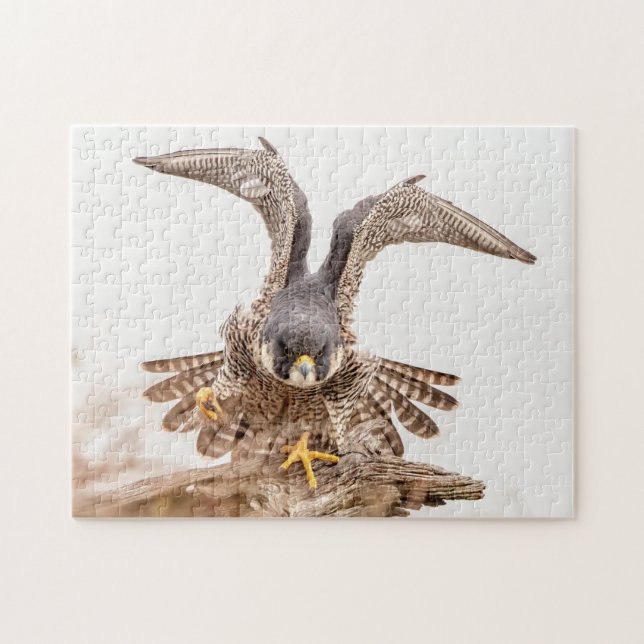 Puzzle Peregrine Falcon (Horizontal)