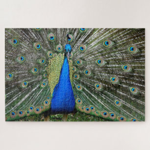 Puzzle Perfil de hermoso pavo real