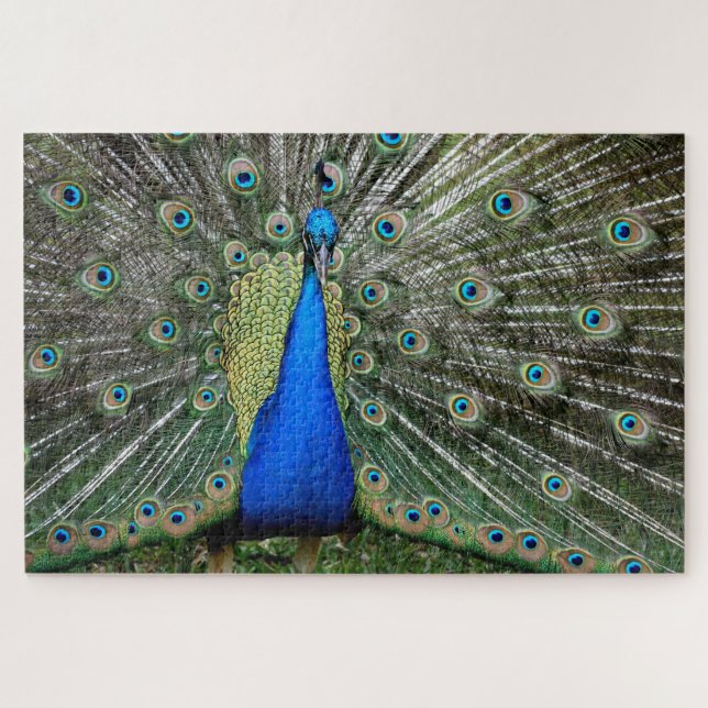 Puzzle Perfil de hermoso pavo real (Horizontal)