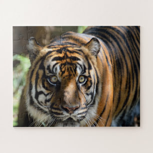 Puzzle Perfil de tigre