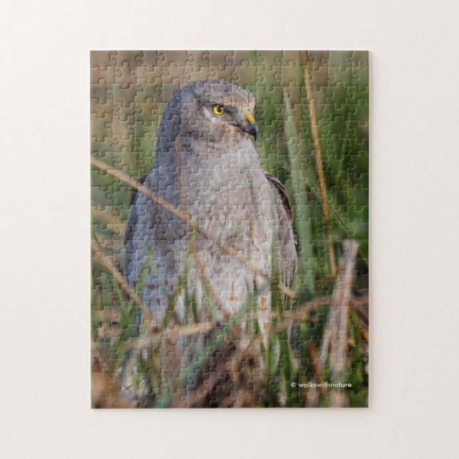 Puzzle Perfil de un Harrier Septentrional (Vertical)