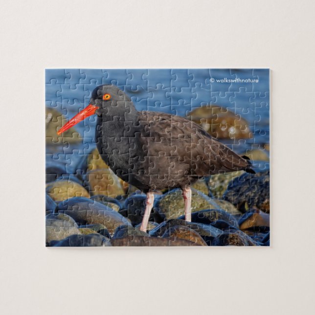 Puzzle Perfil de un Oystercatcher negro (Horizontal)