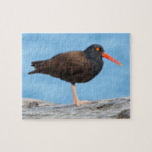 Puzzle Perfil de un Oystercatcher negro
