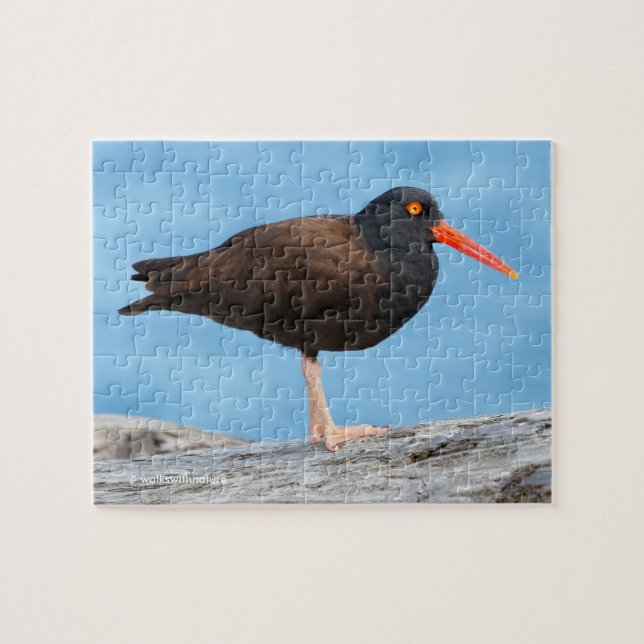 Puzzle Perfil de un Oystercatcher negro (Horizontal)