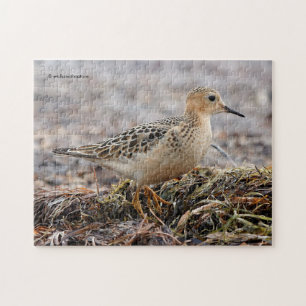 Puzzle Perfil de un Sandpiper con el pecho descubierto en