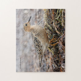Puzzle Perfil de un Sandpiper con el pecho descubierto en