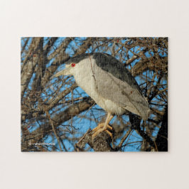 Puzzle Perfil de una garza nocturna de coraje negro