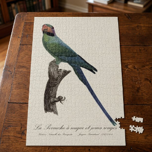 Puzzle Perico Colilargo, Psittacula Longicauda