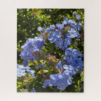 Puzzle Periwinkle Cape Plumbago, Oakland