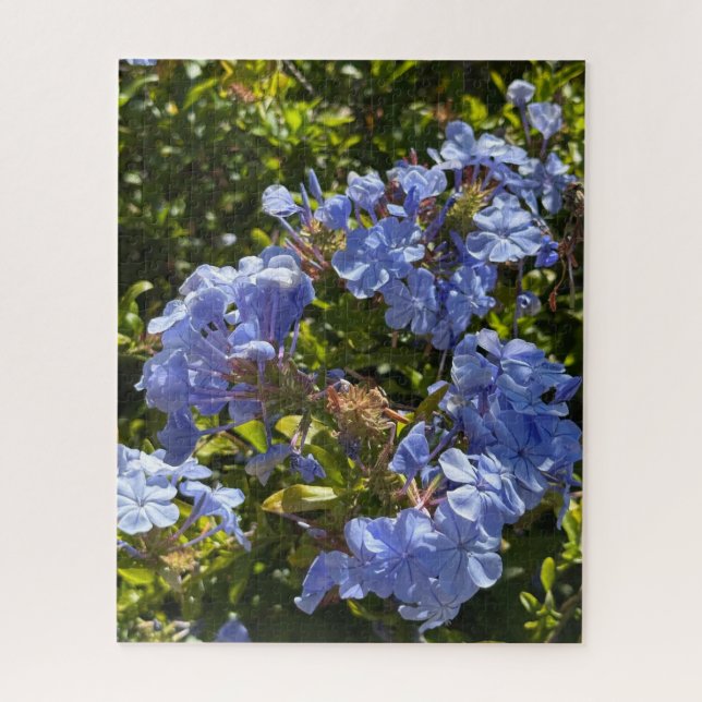 Puzzle Periwinkle Cape Plumbago, Oakland (Vertical)