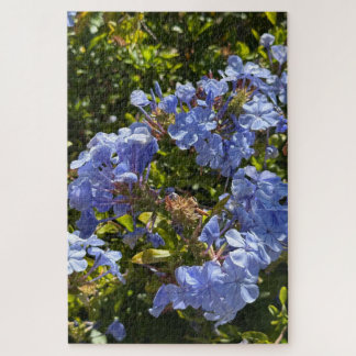 Puzzle Periwinkle Cape Plumbago, Oakland