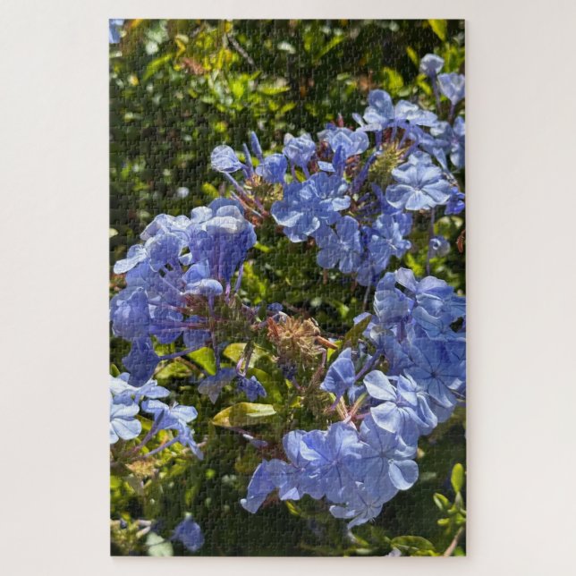 Puzzle Periwinkle Cape Plumbago, Oakland (Vertical)