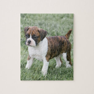Puzzle Perrito Brindle llamativo del boxeador -
