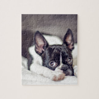 Puzzle Perrito de Boston Terrier