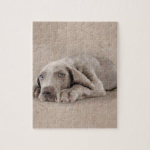 Puzzle Perrito de Weimaraner