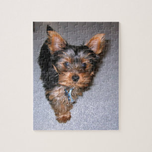 Puzzle perrito del terrier de Yorkshire