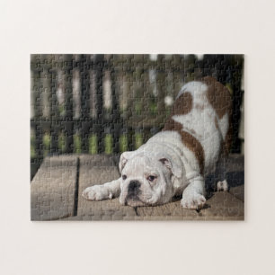 Puzzle Perrito inglés del bulldog