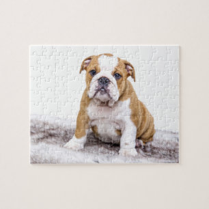 Puzzle Perrito lindo del bulldog