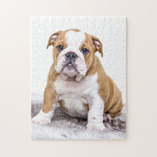 Puzzle Perrito lindo del bulldog que se sienta