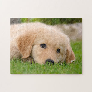 Puzzle Perrito lindo que soña, juego 11x14 del golden