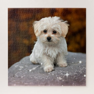 Puzzle Perrito maltés, oh, tan adorable