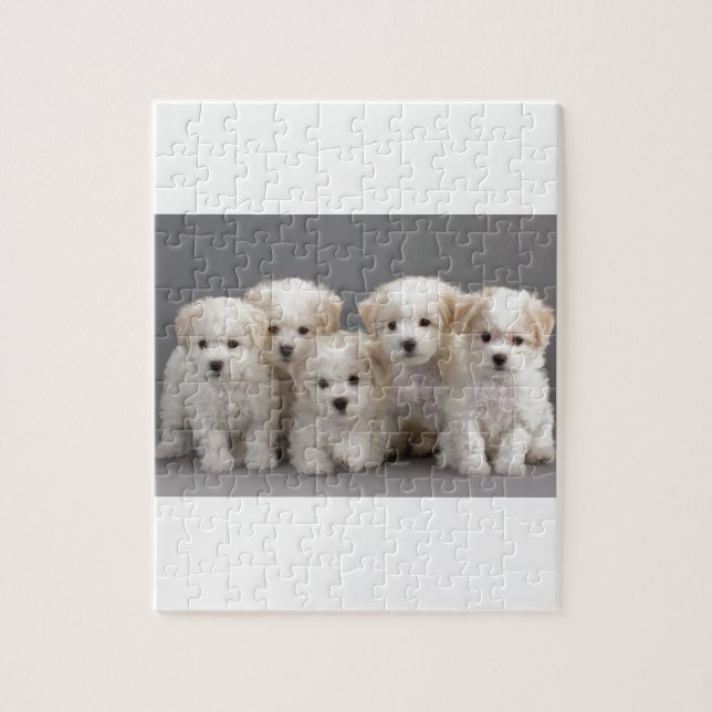 Puzzle Perritos de Bichon Frisé (Vertical)