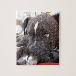 Puzzle Perritos de Pitbull del bebé